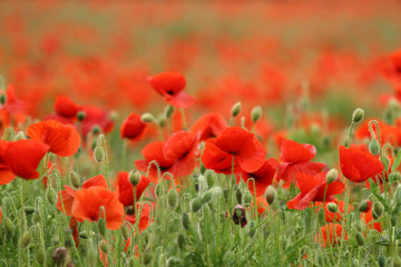 poppies