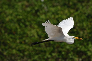 great egret flying costa rica