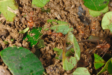 fourmi coupeuse de feuille leaf cutter ant