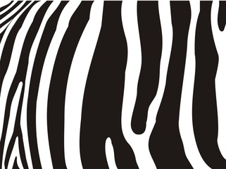 Zebra pattern - Detail of zebra stripes