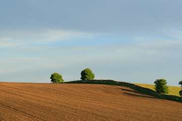 farmers field