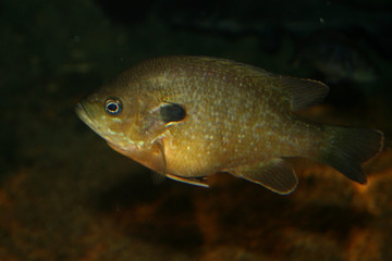 sunfish