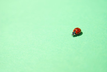   ladybird © .shock