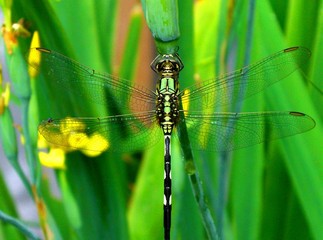 libellule