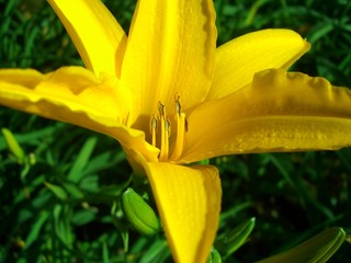fleur tropicale jaune