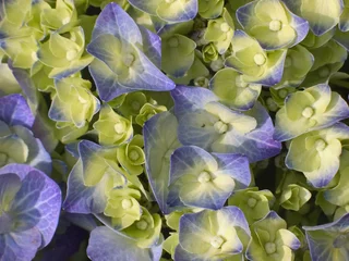Photo sur Plexiglas Hortensia blue hydrangea