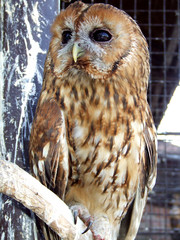 owl