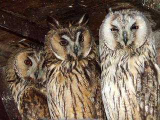 three owls