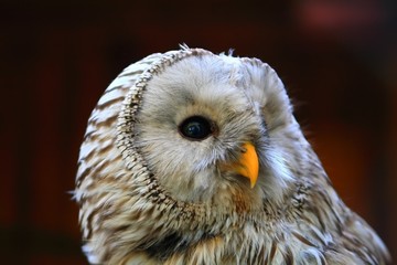 owl