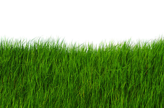 Grass