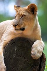 White Lion on a tree stump