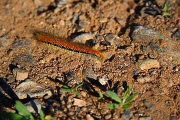 caterpillar