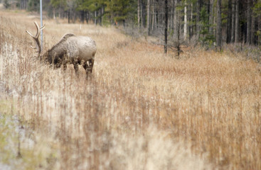 elk in grass