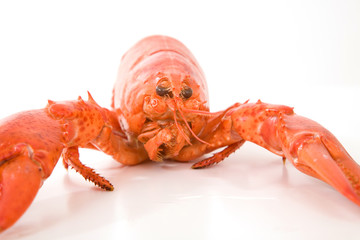 lobster