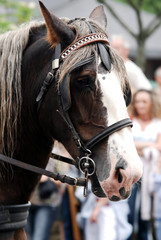cheval attelé © Dominique LUZY