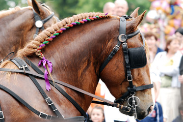 cheval attelé sous la pluie © Dominique LUZY