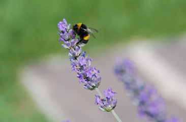 lavanda