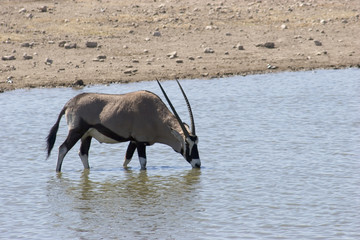 oryx - gemsbok