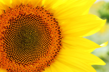 girasol#2