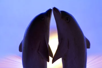 Schilderijen op glas dol op dolfijnen © tbel