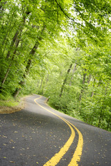winding road through woods