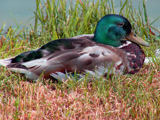 duck