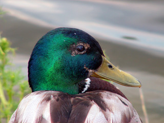 duck