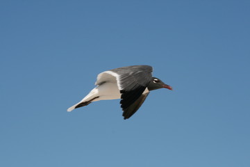seagull