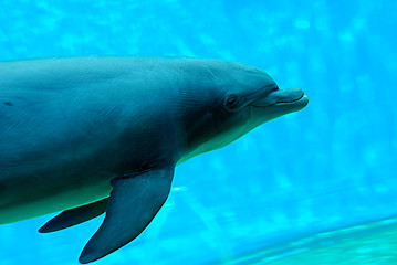 delfino