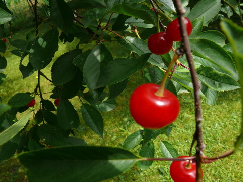 griottes rouges sur la branche