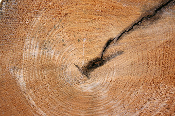 Naklejka premium wooden