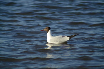 seagull