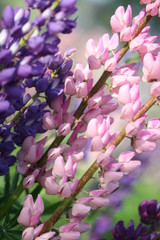 Obraz premium Lupine (Flower rainbow)