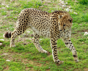 cheetah.