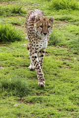 cheetah © Timothy Lubcke