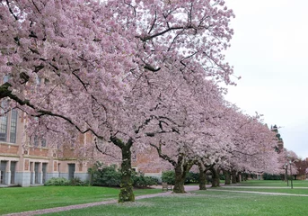 Küchenrückwand glas motiv Kirschblüte cherry blossom  © Harry HU