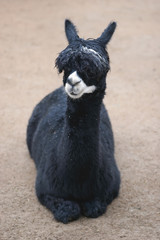 llama