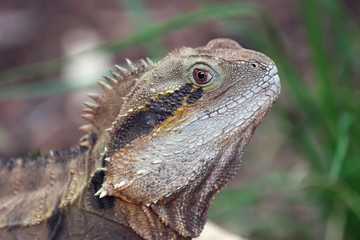 australian water dragon 01