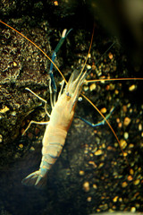 crayfish