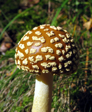 fly agaric - mushroom