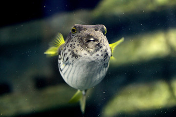 pufferfish © Lucid_Exposure