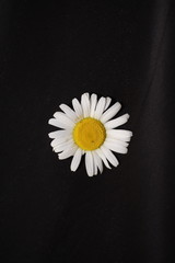 Daisy on the black background