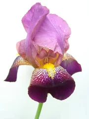 Abwaschbare Fototapete Iris schwertlilie 17