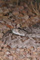 nocturnal western diamondback rattlesnake