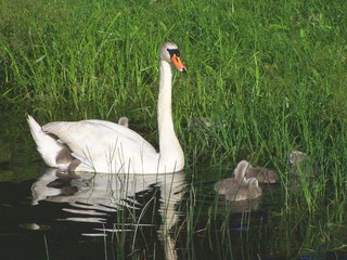 Obraz premium swan and child under the wing