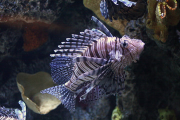 LIonfish