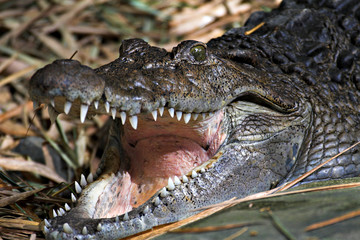 happy crocodile