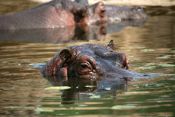 Fototapeta premium flußpferd