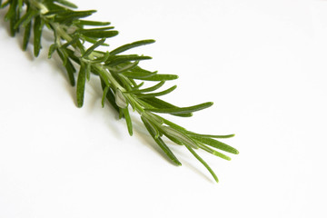 Fototapeta premium rosemary