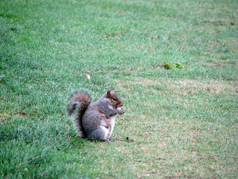 stumpy squirrel